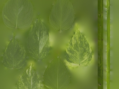 绿植墙