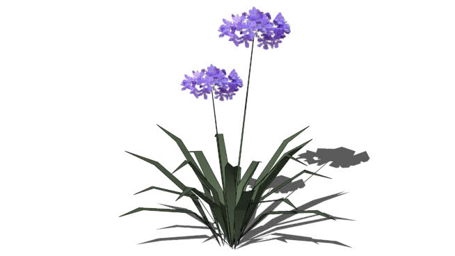 百子莲 画 其他 花 刺棘蓟
