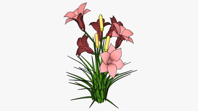 粉红百合 画 花 其他