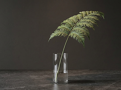 造型绿植草本植物