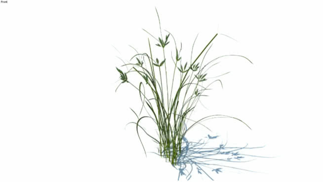 草，高聚合，VRY准备（138） 画 其他 花