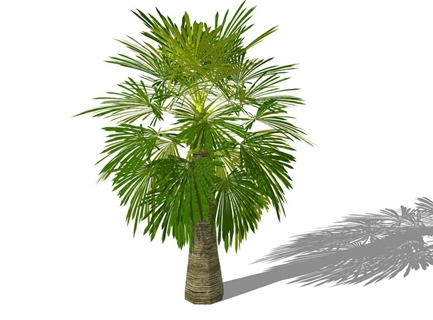 3D棕榈科植物