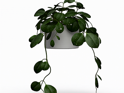 盆栽植物带花盆