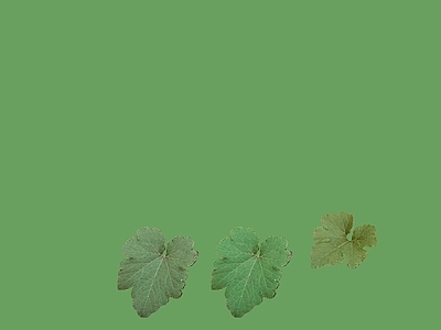 绿植墙
