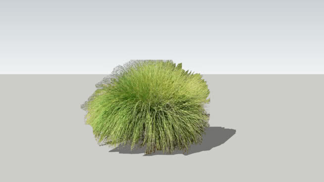 大丛乱子草 植物 其他 海胆 饰品 家居物品