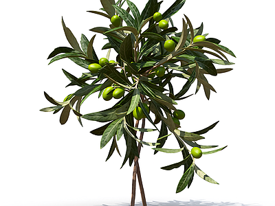 小型橄榄枝植物