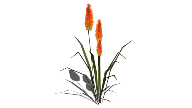 火炬花 画 花 金刚鹦鹉 短尾鹦鹉
