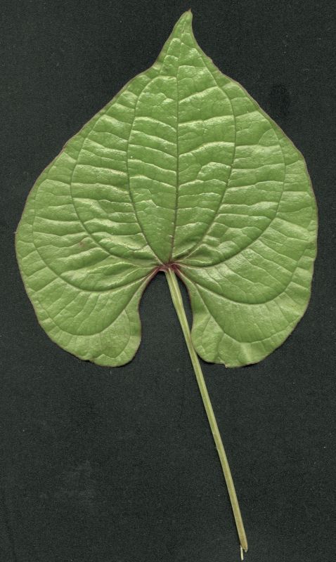 其他杂项-植物纹理 037 自然元素