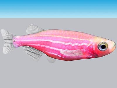 Danio Cebra Transgenico Rosa （Danio rerio）