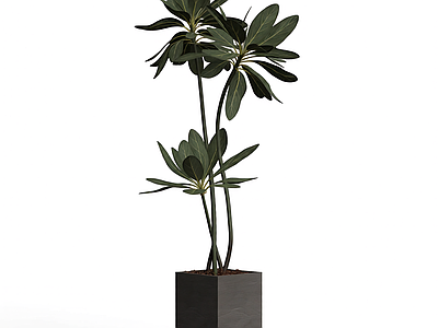 盆栽植物组合