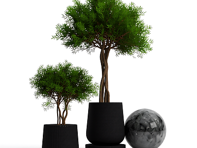 盆栽植物组合