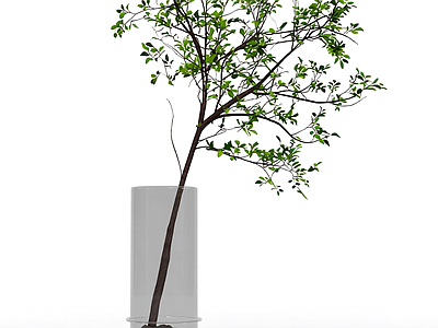 带盆绿植盆栽