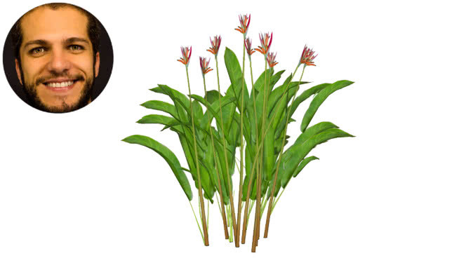 psittacorum helic么nia traco谩caetezinho鹦鹉鸟 其他 画 花瓶 植物 花