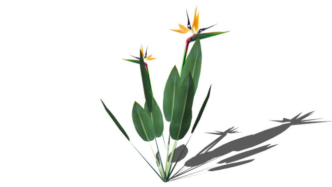 鹤望兰 其他 花 雏菊 铅笔