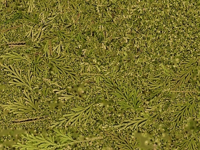 绿植墙