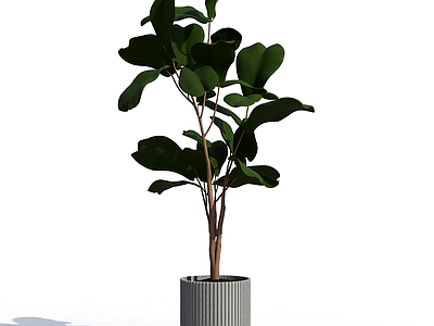 盆栽植物带花盆