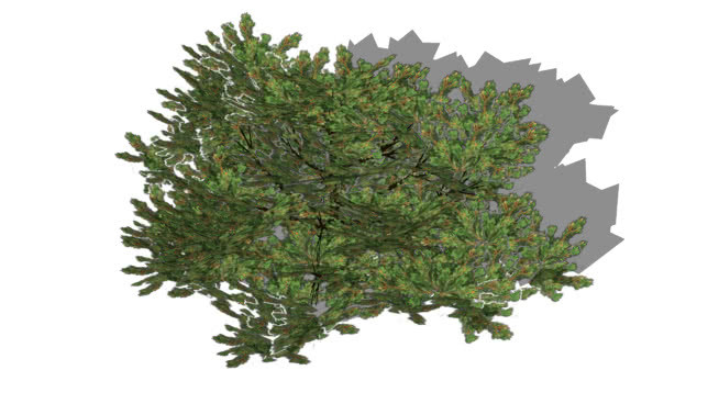 芒果松 植物 其他 花 钞票 画