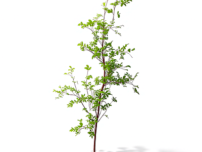 枝叶繁茂的植物模型