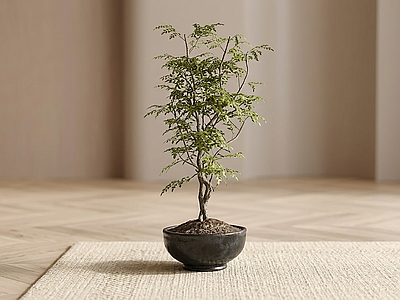 盆栽绿植盆栽