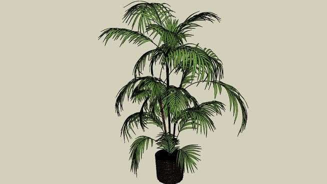 内部帕尔梅拉酒店 植物 其他 画 菠萝 沙滩