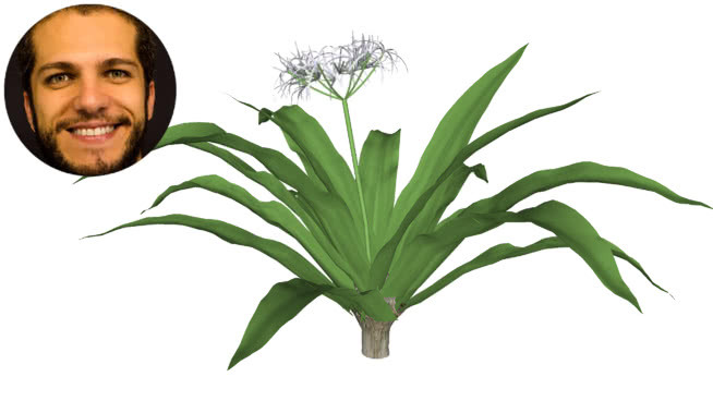 亚洲bulbine文殊兰 画 植物 其他 钞票 刺棘蓟