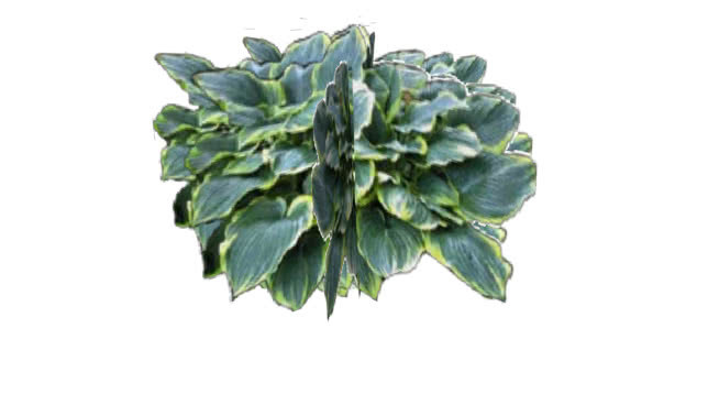 玉簪属植物 植物 钱 饰品 钞票 洋蓟
