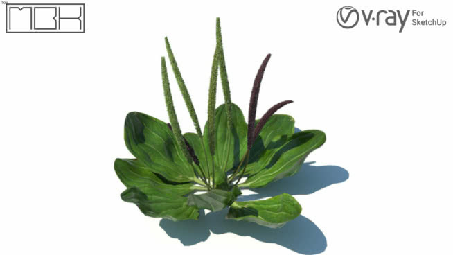 草，高聚合，VRY准备（075） 其他 花 画