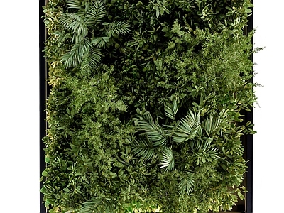 绿植植物墙