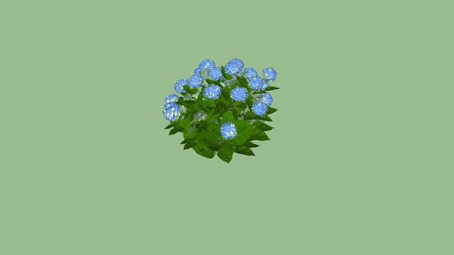 夏日绣球 其他 花