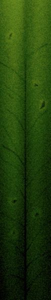 其他杂项-植物纹理 022 自然元素