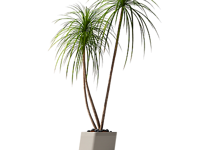 带盆双株植物模型