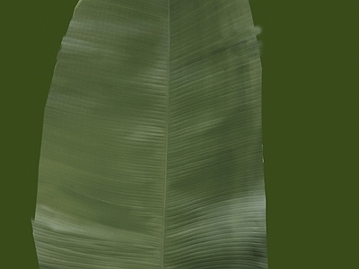 绿植墙