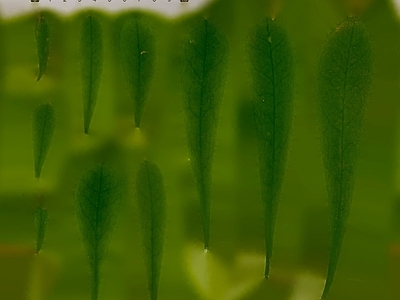 绿植墙