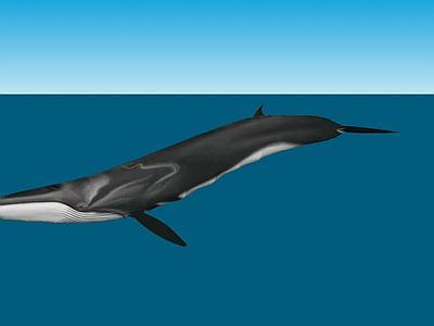 细鲸Balaenoptera physalus