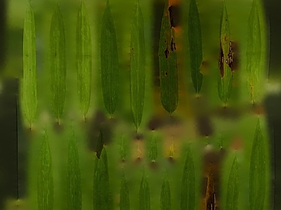 绿植墙