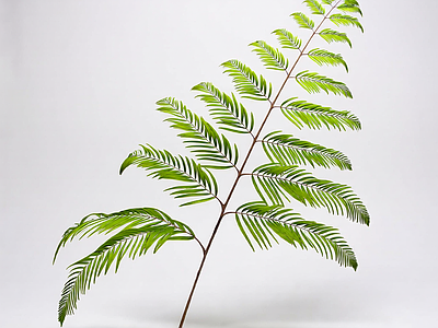 绿色蕨类植物模型