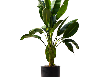 盆栽植物带花盆