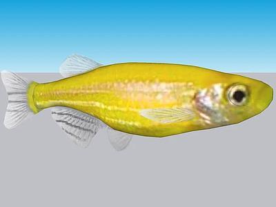 Danio Cebra Transgenico Amarillo （Danio rerio）