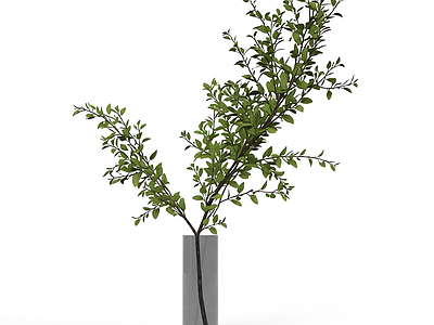 盆栽植物带花盆