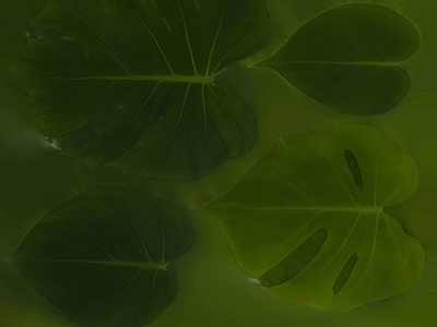 绿植墙