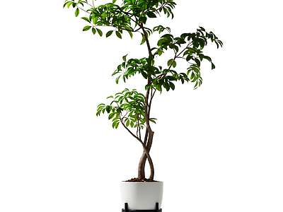 盆栽植物带花盆