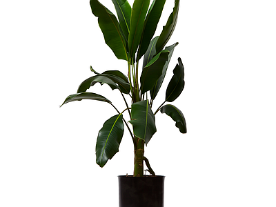 盆栽植物带花盆