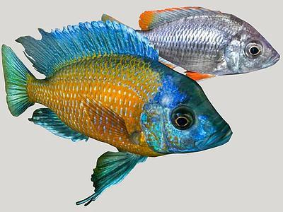 Borleyi Anaranjado （Copadichromis-Borleyi）