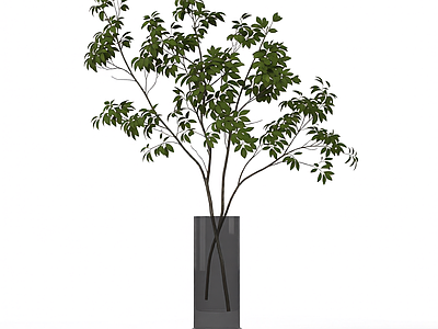 盆栽植物装饰