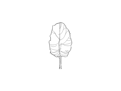 乔木种植 常用植物图例