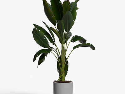 盆栽植物带花盆