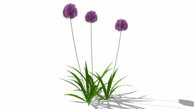 aflatunense紫葱葱 火柴 其他 花 饰品 画