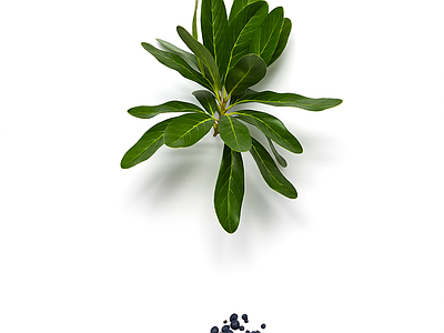 带果植物模型