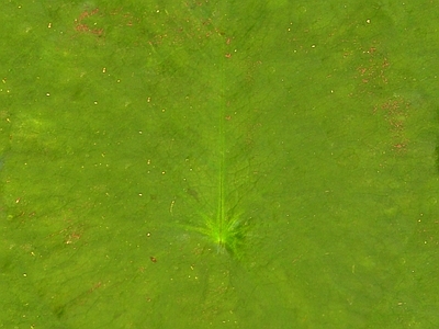 绿植墙