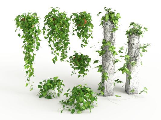 现代绿萝 吊篮植物 爬藤植物 办公